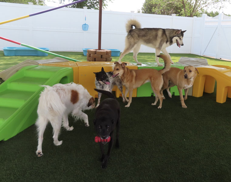 Photo Gallery Cinder Hills Kennels Flagstaff