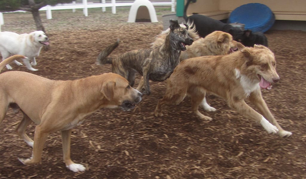 Photo Gallery Cinder Hills Kennels Flagstaff