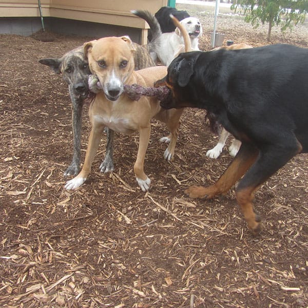 Photo Gallery Cinder Hills Kennels Flagstaff