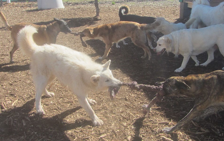 Photo Gallery Cinder Hills Kennels Flagstaff