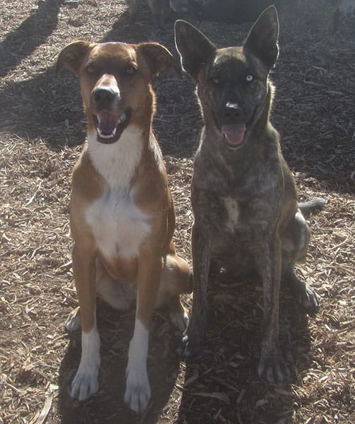 Photo Gallery Cinder Hills Kennels Flagstaff