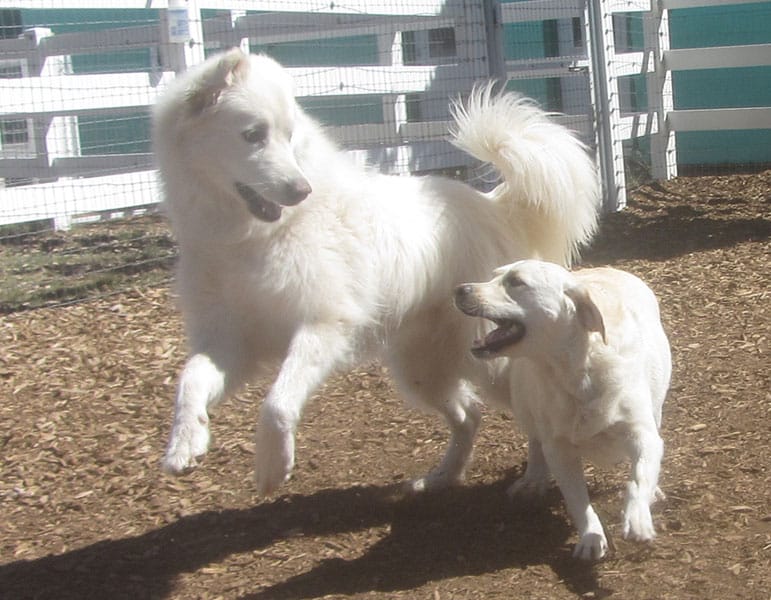 Photo Gallery Cinder Hills Kennels Flagstaff