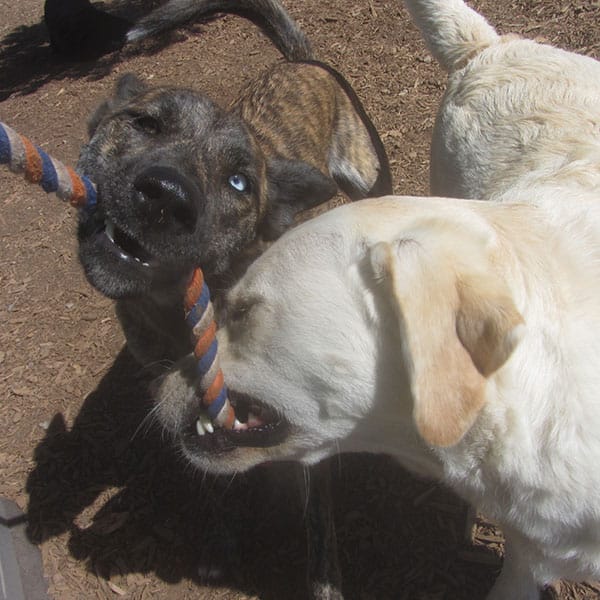 Photo Gallery Cinder Hills Kennels Flagstaff