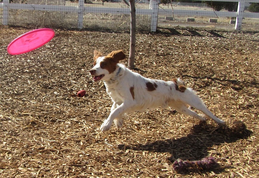 Photo Gallery Cinder Hills Kennels Flagstaff