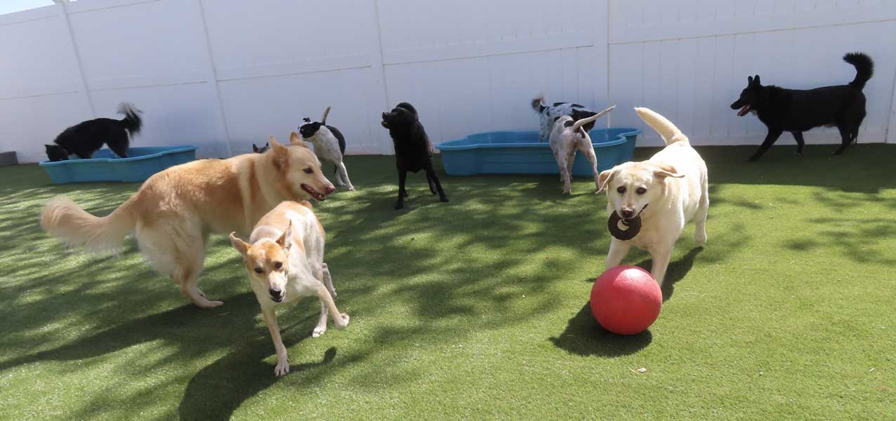 Photo Gallery Cinder Hills Kennels Flagstaff