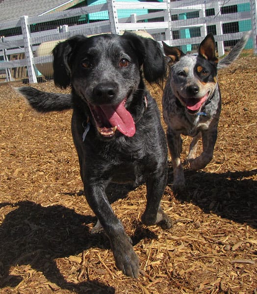 Photo Gallery Cinder Hills Kennels Flagstaff
