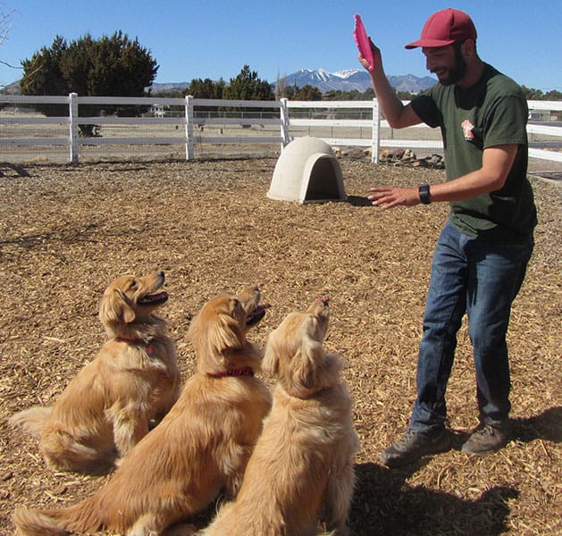 Photo Gallery Cinder Hills Kennels Flagstaff
