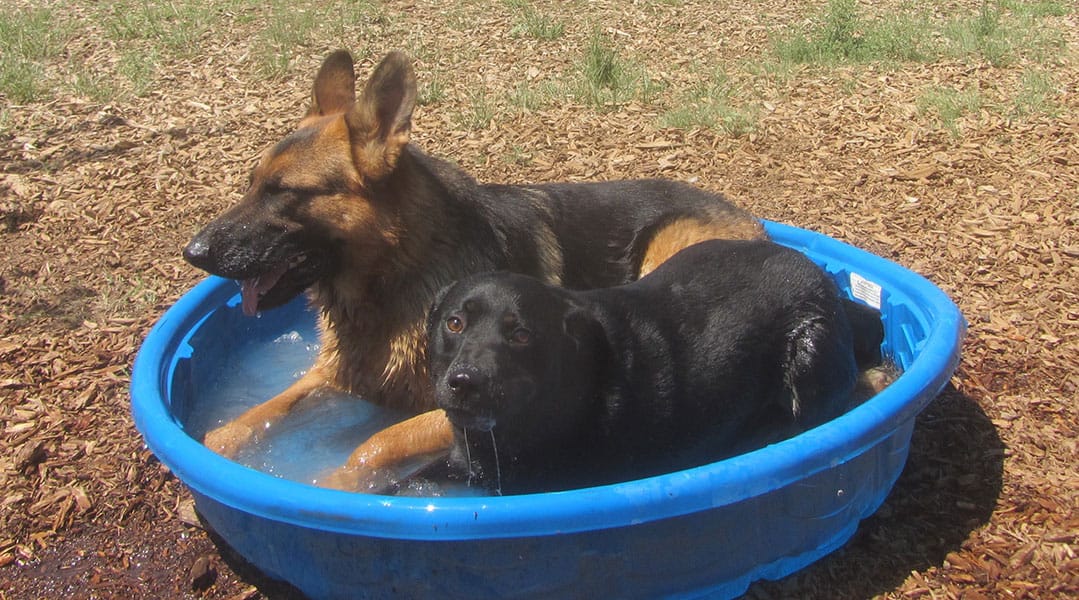 Photo Gallery Cinder Hills Kennels Flagstaff