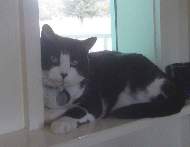 Photo Gallery Cinder Hills Kennels Flagstaff