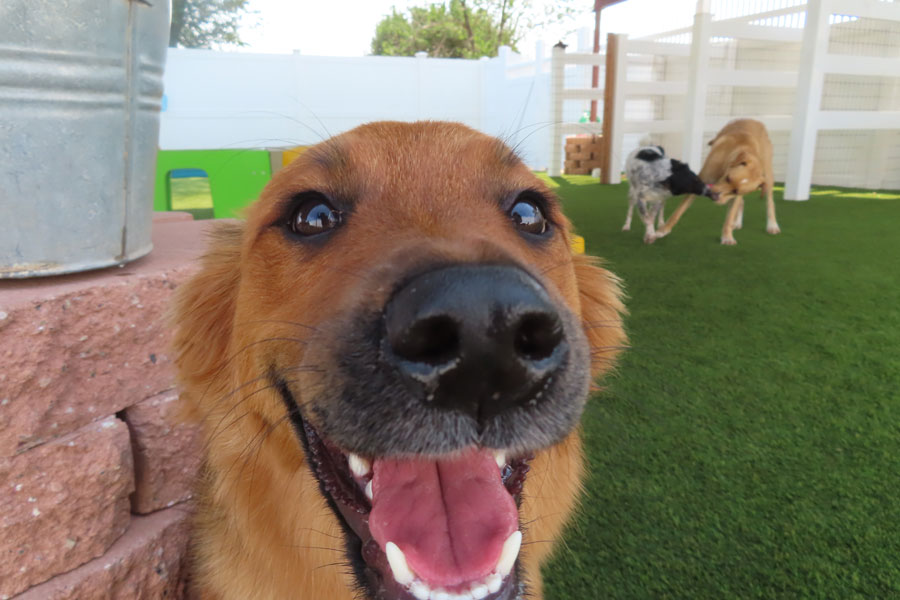 Photo Gallery Cinder Hills Kennels Flagstaff