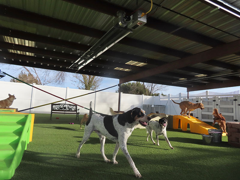 Photo Gallery Cinder Hills Kennels Flagstaff