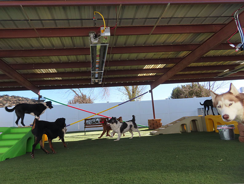 Photo Gallery Cinder Hills Kennels Flagstaff