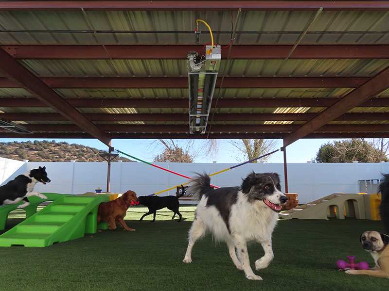 Photo Gallery Cinder Hills Kennels Flagstaff