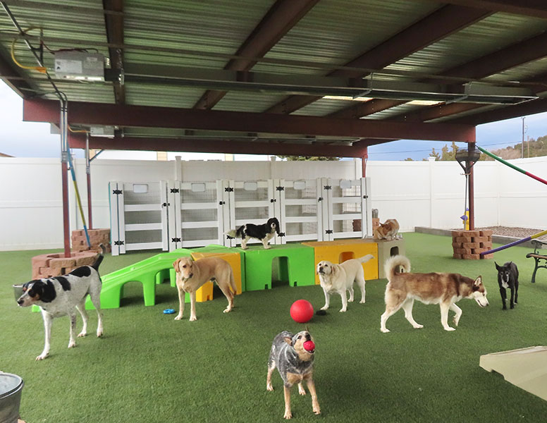 Photo Gallery Cinder Hills Kennels Flagstaff