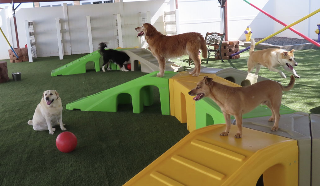 Photo Gallery Cinder Hills Kennels Flagstaff