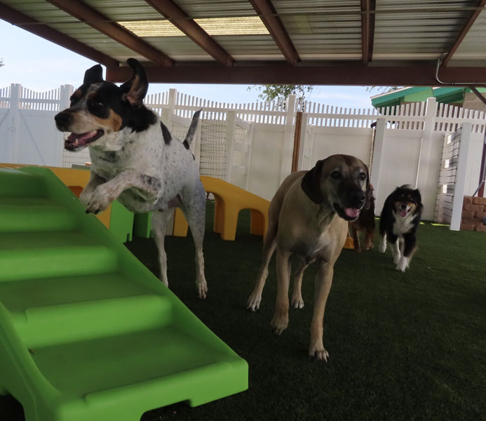 Photo Gallery Cinder Hills Kennels Flagstaff