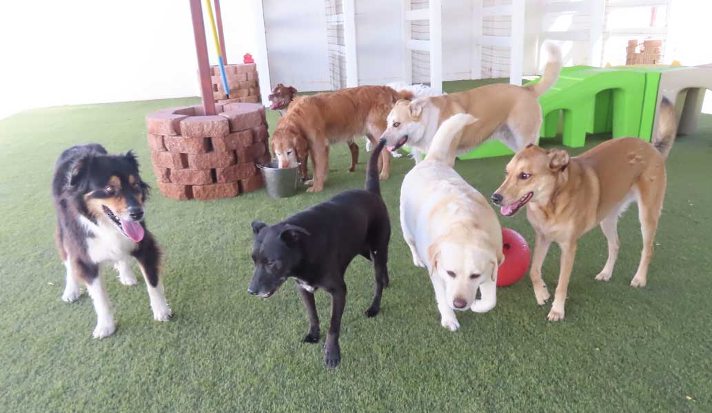 Photo Gallery Cinder Hills Kennels Flagstaff