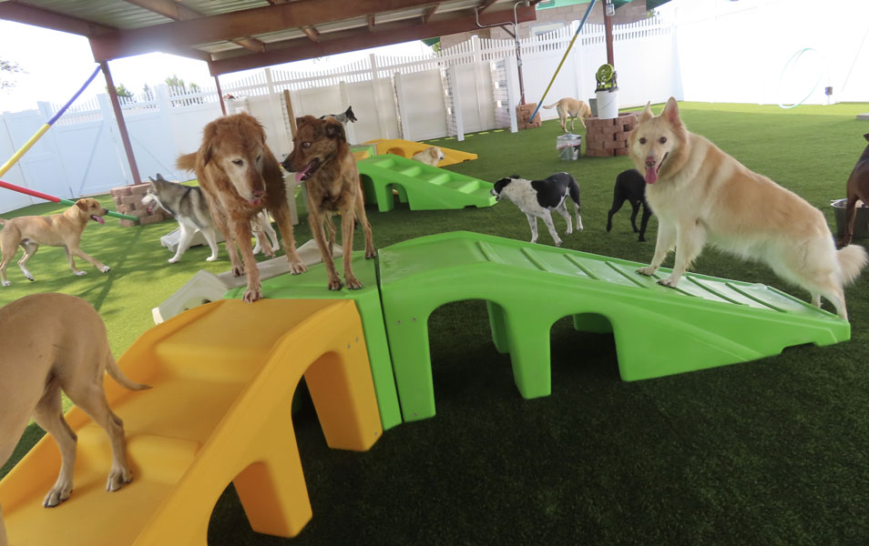 Photo Gallery Cinder Hills Kennels Flagstaff