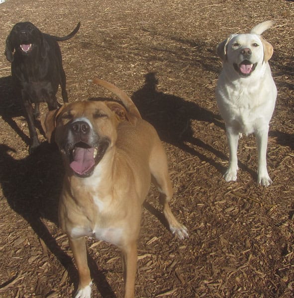 Photo Gallery Cinder Hills Kennels Flagstaff