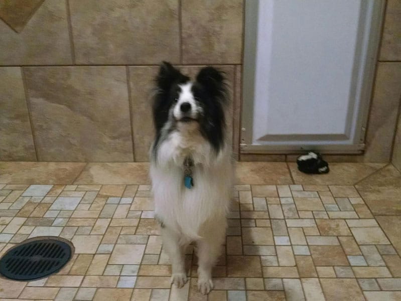 Photo Gallery Cinder Hills Kennels Flagstaff