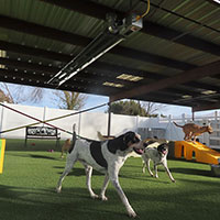 Dog Boarding Flagstaff AZ