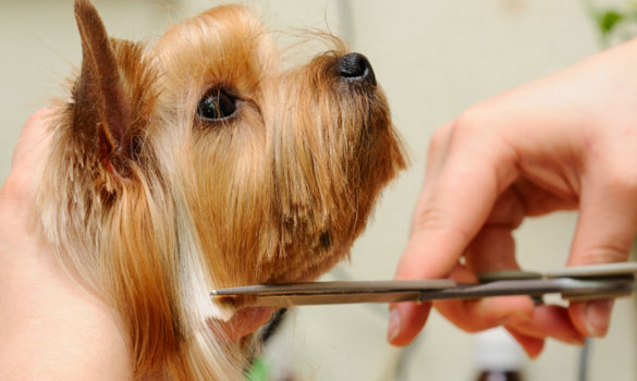 Dog Grooming | Flagstaff AZ | Cinder Hills Kennels